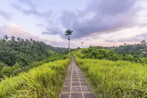 Tropical Vegetation Prints: Paved path through tropical vegetation