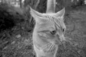 Black And White Animal Photos Prints: _pb2ANFEn4Y