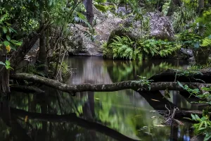 Australian Nature Reserves Prints: Peaceful pool with mirror reflections