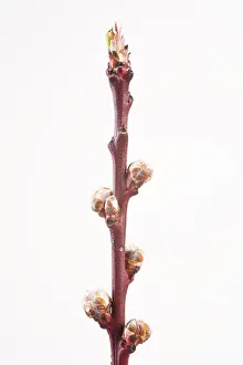 Deciduous Fruit Tree Prints: Peach tree shoot in springtime (Prunus persica)