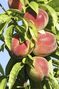 Fruit Photography Prints: Peaches on the tree