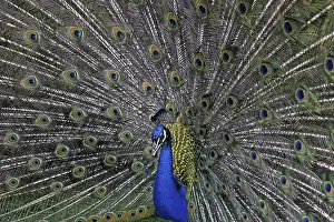 Prints of Peacock Indian Peafowl Prints: Peacock Print - Vibrant Plumage