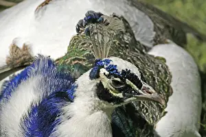 Prints of Peacock Related Prints: Peacock Print in Vibrant Plumage