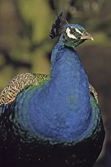 Wild Animal Head Shot Prints: Peacock