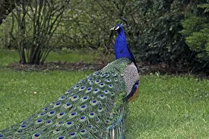 Wildlife Animal Fauna Prints: Peacock