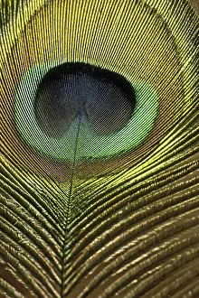Deserted Landscapes Prints: Peacock feather