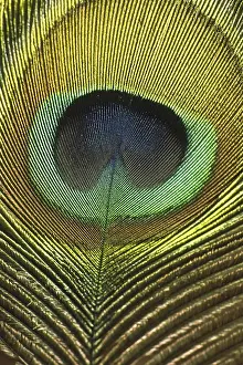 Prints of Peacock feather Indian Peafowl Prints: Peacock Feather Print