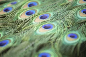 Eastern Europe Travel Images Prints: Peacock feather close up macro