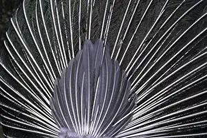 Prints of Peacock feathers (from behind) Indian Peafowl Prints: Peacock Feathers Print (From Behind)