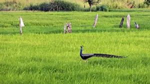 Prints of A peacock strides elegantly across an open, green meadow surrounded by natural vegetation, an Indian peafowl at Sigiriya in Sri Lanka (Pavo cristatus) Indian Peafowl Prints: Indian Peafowl Strides Across Open Meadow Print