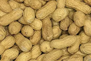 Central Europe Fruits Prints: Peanut (Arachis hypogaea), fruit