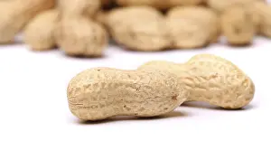 Legume Plant Images Prints: Two peanuts in closeup on the peanut background