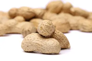 Bright Studio Shot Prints: Two peanuts in closeup on the peanut background