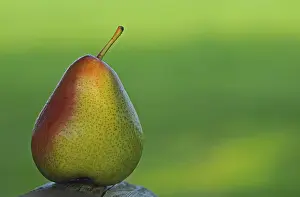Nutrition Rich Pears Prints: Pear