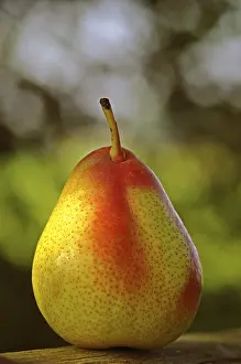 Fruity Still Life Photos Prints: Pear