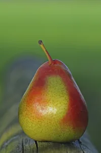 Fruity Food Still Life Prints: Pear