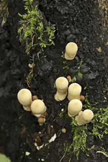 Apioperdon Pyriforme Prints: Pear duster or pear bovist (Apioperdon pyriforme)