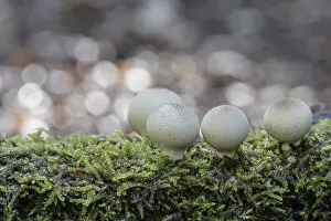 Emsland Nature Walk Prints: Pear dusters (Apioperdon pyriforme)