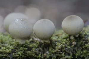 Lower Saxony Fungi Prints: Pear dusters (Apioperdon pyriforme)