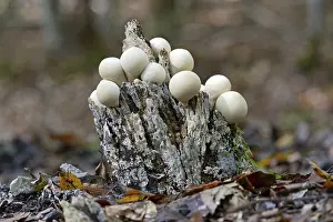 Apioperdon Pyriforme Prints: Pear-shaped puffball (Apioperdon pyriforme)