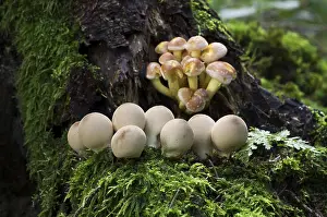 Apioperdon Pyriforme Prints: Pear-shaped puffball (Apioperdon pyriforme) in front