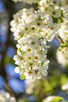 Upper Danube Nature Park Prints: Pear tree blossom (Pyrus), detail