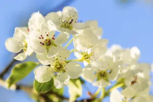 Upper Danube Nature Park Prints: Pear tree blossom (Pyrus), detail