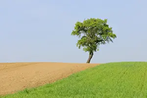 Solitary Pear Tree Prints: Pear tree (Pyrus)
