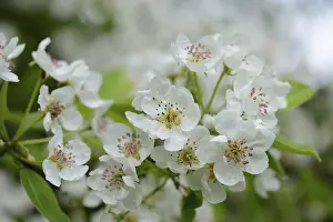 Deserted Bavaria Landscape Prints: Pear tree (Pyrus), blossoms in spring