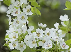 Pear Tree Blossoms Prints: Pear tree (Pyrus), blossoms in spring