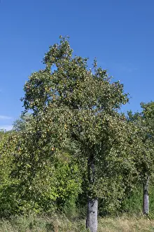 Pear Fruit Nutrition Facts Prints: Pear tree (Pyrus) full of ripe fruit