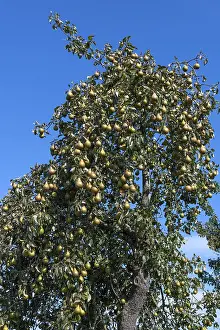 Fruit Growing In Central Europe Prints: Pear tree (Pyrus) full of ripe fruit