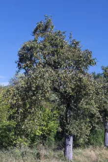 Pear Tree Cultivation Prints: Pear tree (Pyrus) full of ripe fruit