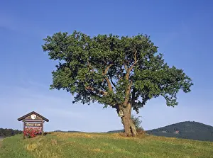 Lower Austria Nature Scenes Prints: Pear tree and wayside shrine, Triestingtal