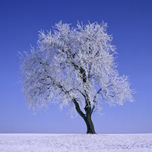 Winter Nature Photography Prints: Pear tree in winter