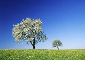 Springtime Nature Scenes Prints: Pear trees in bloom in spring
