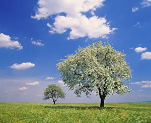 Springtime Nature Scenes Prints: Pear trees in bloom in spring