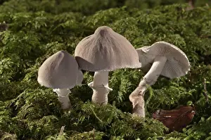 Higher Fungus Prints: Pearly powdercap (Cystoderma carcharias)