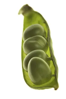 Food Still Life Studio Shot Prints: Peas