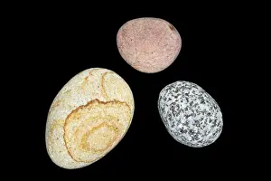 Uninhabited Studio Environment Photo Prints: Pebbles