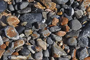 Uninhabited Shorelines Prints: Pebbles on the beach