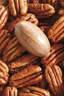 Studio Shot Of Nuts Prints: Pecans, full format