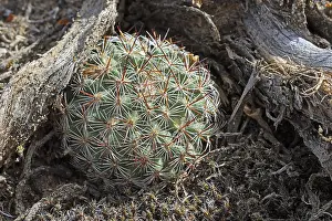 Cactoideae Family Plants Prints: Pediocactus Simpsonii