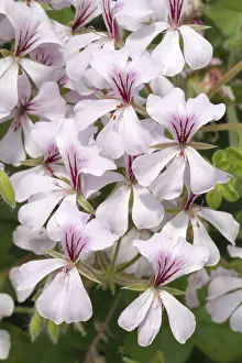 Ornamental Plants In Bloom Prints: Pelargonium