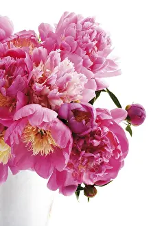 Rosaceae Family Prints: Peonies