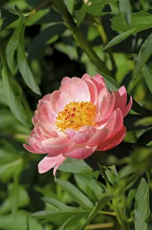 Common Peony Inflorescence Prints: Peonies
