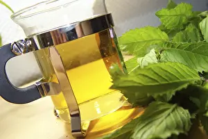 Medicinal Plant Uses Prints: Peppermint tea