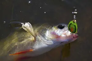Freshwater Fisherman Prints: The perch is caught on a spinner close up