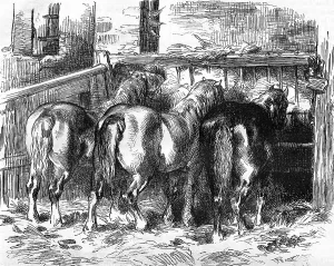 Mammalian Representation Art Prints: Percheron horses in the stable