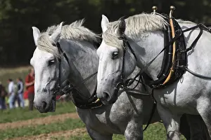 Draft Horse Riding Prints: Percheron team